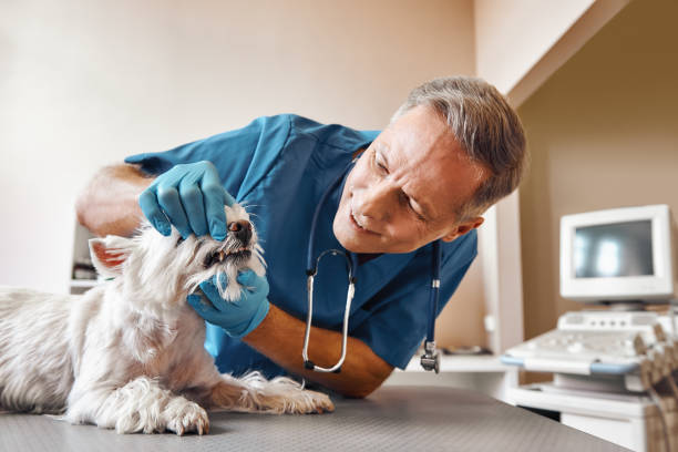 Best Walk-In Emergency Dental Services in Amesti, CA